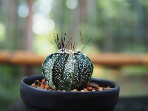 cactus astro in pot and nueatyful with pik green plant small pot