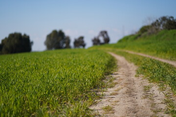 green green grass with road near