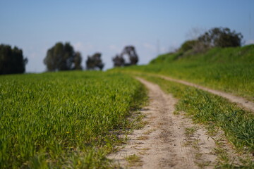 green green grass with road near