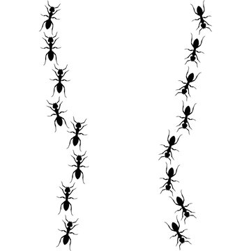 recommend clip art: Ants line. Group of ant. Ant and insect silhouette. Ants community