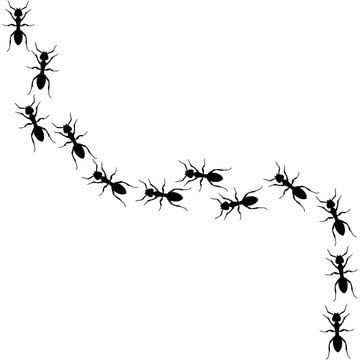 recommend clip art: Ants line. Group of ant. Ant and insect silhouette. Ants community