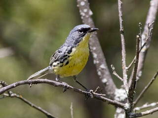 Warbler on branch