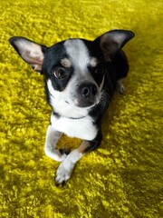 chihuahua lies on a yellow carpet