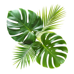 Tropical plants, monstera and palm leaves, cut out