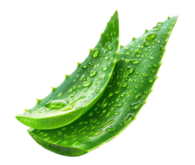 Fresh aloe vera leaves with water droplets, cut out
