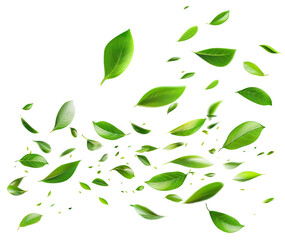 Naklejka premium Flying fresh green leaves, cut out