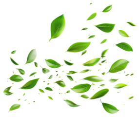 Flying fresh green leaves, cut out