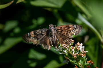 butterfly on a leaf