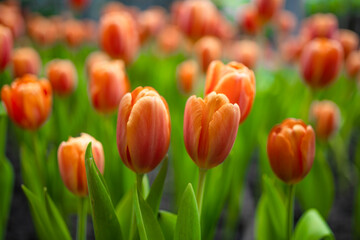 Tiplip flowers are cool-season plants that are grown in greenhouses and are well adapted to the temperature.