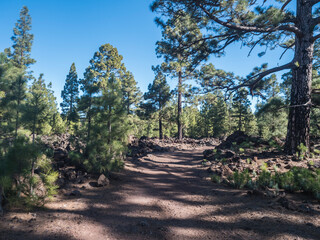 Wide footpath of Chinyero volcano circular hiking trail. Black ground of lava ash and rock, green endemic Canary island pines, and clear blue sky. Volcanic landscape at Tenerife, Spain