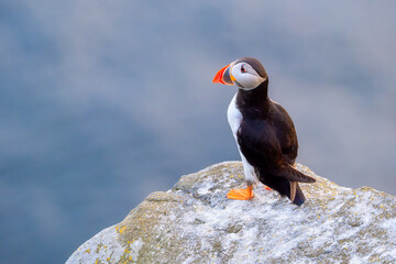 Puffin on the rocks. Birds living in Scandinavian countries. Fishing bird. Birds in the wild. Flying and waterfowl species of birds. Photo for wallpaper or background.