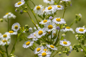 Erigeron annuus, the annual fleabane, daisy fleabane