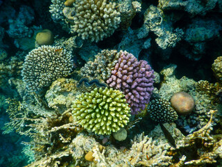 coral reef life