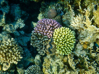 coral reef life