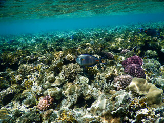 Naklejka na ściany i meble coral reef life