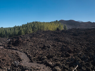 Volcanic landscape at Chinyero volcano circular hiking trail. Black ground of lava ash and rock, green endemic Canary island pines, atlantic ocean and clear blue sky. Tenerife, Spain