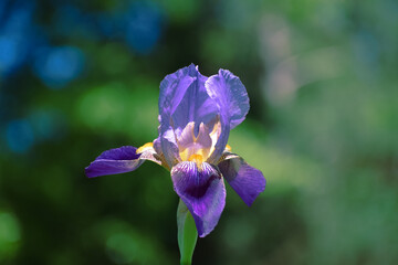 Bearded Iris Blooming Flower in a Spring Garden