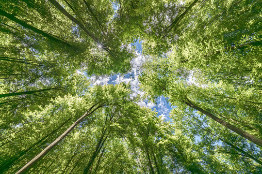 Sunlight filtering through the lush forest canopy, creating a vibrant and serene scene in the woods