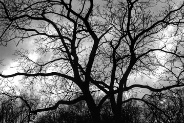 silhouette of a tree cloudy day nightmare horror  dark evening sky