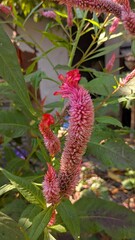 Colorful cockscomb flower in the growing in the garden 