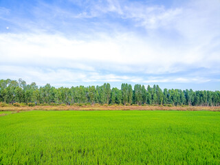 Fototapeta premium Landscape background image of a lush rice field in abundant nature and a clear sky.