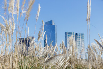 Buildings seen from the Costanera Sur ecological reserve in the city of Buenos Aires.