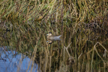 Silver teal (spatula versicolor) swimming in the Costanera Sur Ecological Reserve of Buenos Aires.