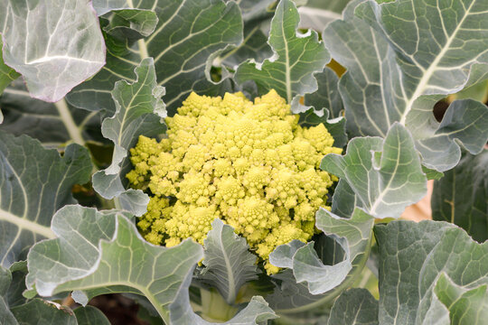 Closeup of a romanescu plant
