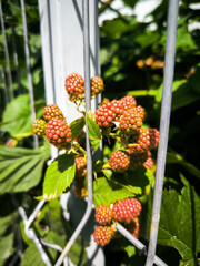 Almost ripe beautiful raspberries for the background