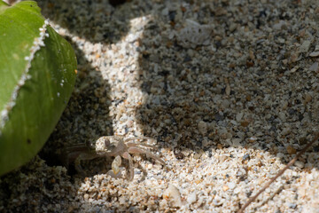 Close-up of a little crab on the beach close to a leaf
