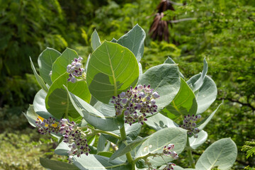 Grand Turk Island, Giant milkweed, Calotropis 