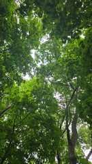 forest in the morning
