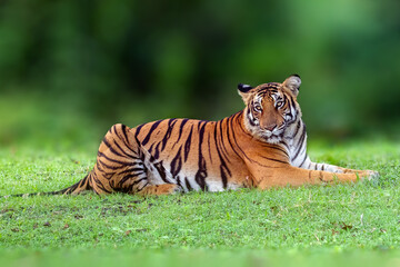 The Bengal tiger from Indian forests