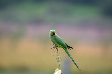 The rose-ringed parakeet (Psittacula krameri), also known as the ring-necked parakeet, ringneck parrot (in aviculture) or the Kramer parrot