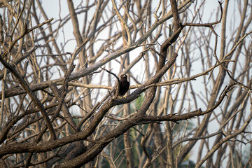 The black eagle (Ictinaetus malaiensis) is a bird of prey