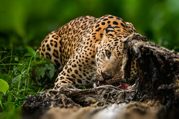 leopard with kill. Indian leopard (Panthera pardus fusca).