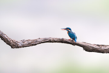 common kingfisher (Alcedo atthis), also known as the Eurasian kingfisher and river kingfisher
