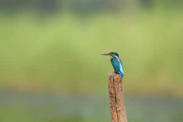 common kingfisher (Alcedo atthis), also known as the Eurasian kingfisher and river kingfisher