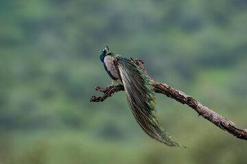The Indian peafowl (Pavo cristatus), also known as the common peafowl or blue peafowl