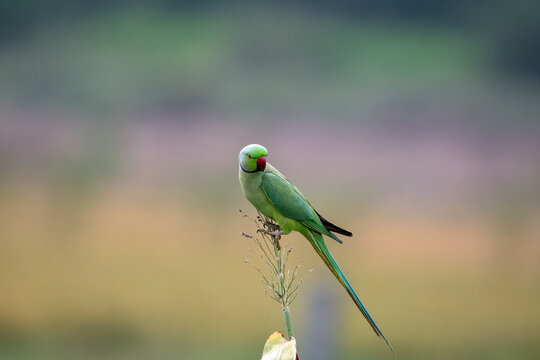 The rose-ringed parakeet (Psittacula krameri), also known as the ring-necked parakeet, ringneck parrot (in aviculture) or the Kramer parrot