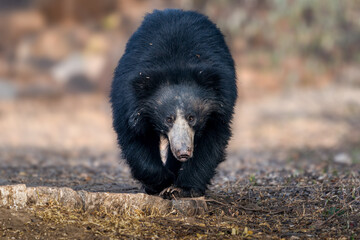 sloth bear (Melursus ursinus), also known as the Indian bear