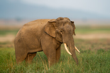 Asian Elephants forging in the forests of India