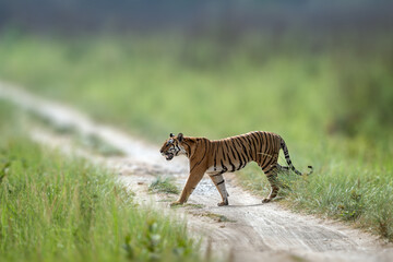 The Bengal tiger from Indian forests