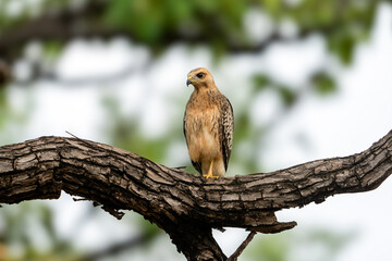 The white-eyed buzzard (Butastur teesa)