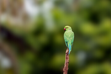 The rose-ringed parakeet (Psittacula krameri), also known as the ring-necked parakeet, ringneck parrot (in aviculture) or the Kramer parrot
