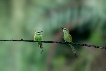 The Asian green bee-eater (Merops orientalis), also known as little green bee-eater, and green bee-eater