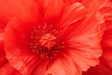 A close up of single poppy flower petal background