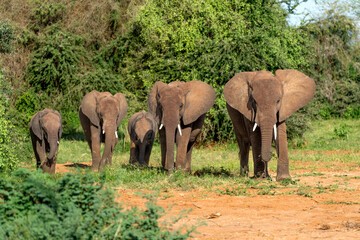 Fototapeta premium elephant in Samburu national park