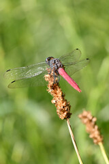 closeup the yellow black dragonfly hold on grass plant leaf soft focus natural green brown background.