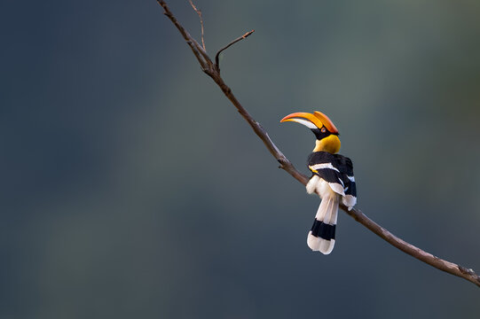 The great hornbill (Buceros bicornis), also known as the concave-casqued hornbill, great Indian hornbill or great pied hornbill